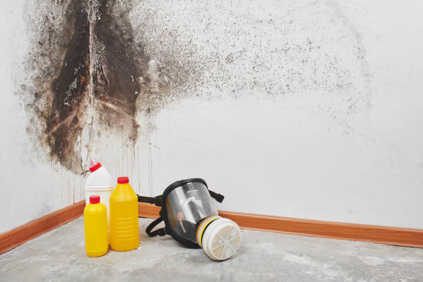 Best Affordable Mold Removal  in Charleston, IL