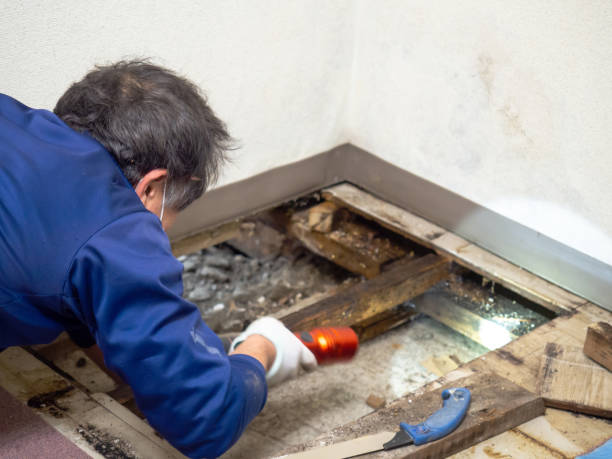 Best Residential Mold Removal  in Charleston, IL