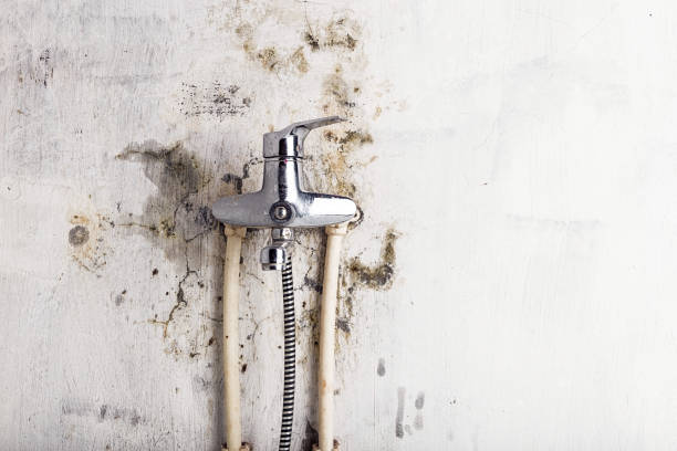 Best Toxic Mold Removal  in Charleston, IL