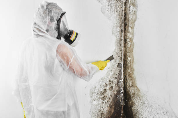 Best Mold Testing  in Charleston, IL