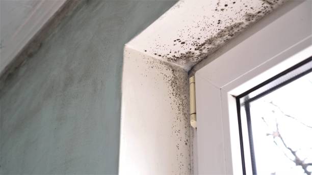 Best Office Mold Removal Services  in Charleston, IL