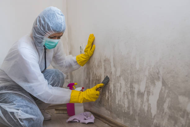 Professional Mold Removal in Charleston, IL