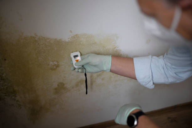 Mold Removal Process in Charleston, IL
