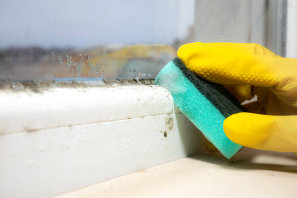Best Fast Mold Removal  in Charleston, IL