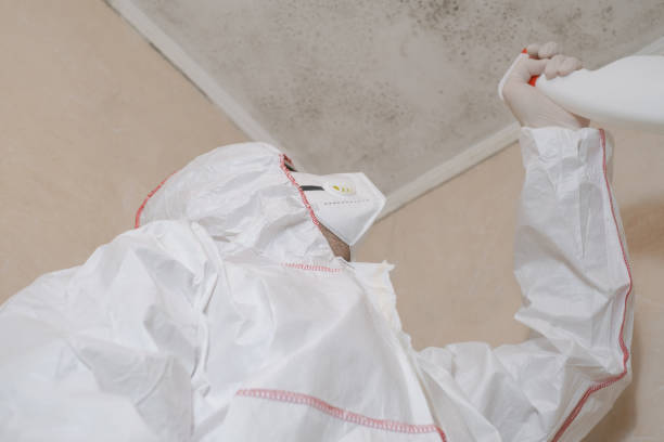 Best Mold Removal Process  in Charleston, IL