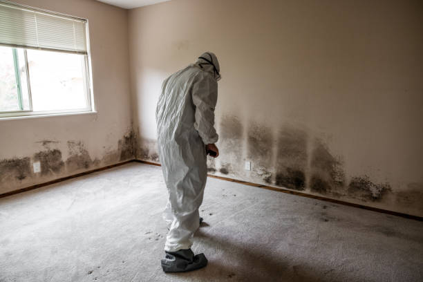 Best Water Damage Restoration  in Charleston, IL