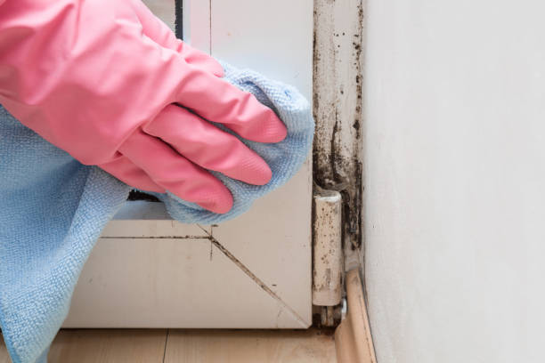 Best Crawl Space Mold Removal  in Charleston, IL